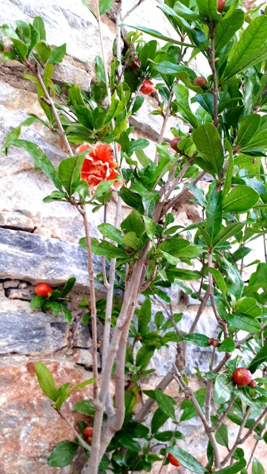 Luxury - Le Petit Bati Volos